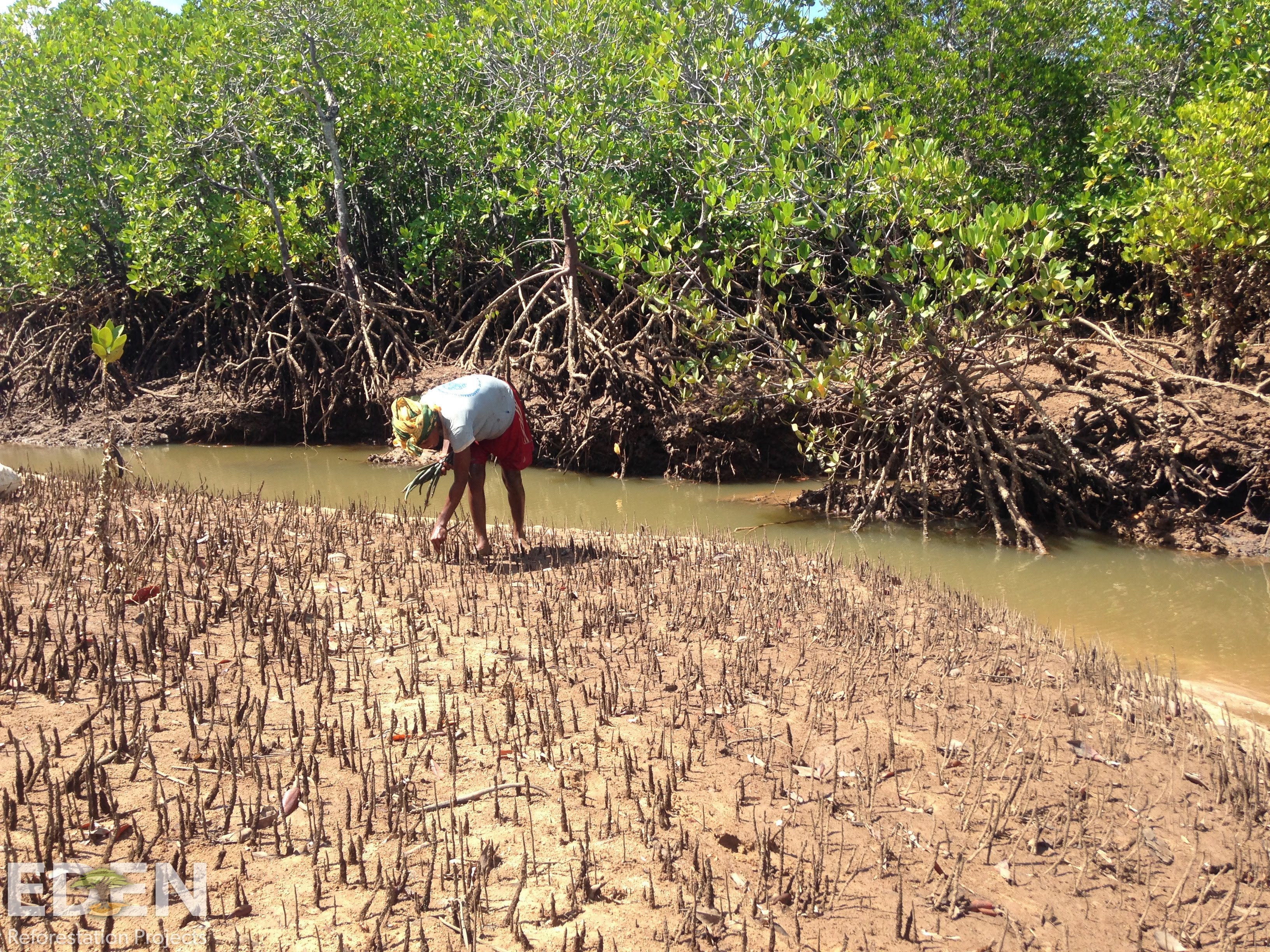 Our Tree Planting Mission. Together, we will make a huge difference!